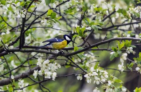 The titmouse . beautiful flowering trees in spring and a cute bird Stock Photos