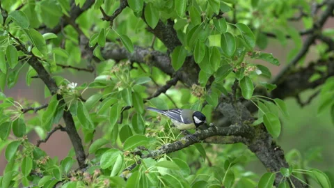 Titmouse bird is eating seed sitting on blooming tree branch with flowers. Video stock 140817839