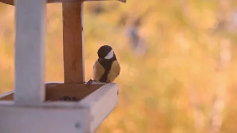 A titmouse bird eats seeds from a white feeder against a background of yellow Stock Footage 162049010