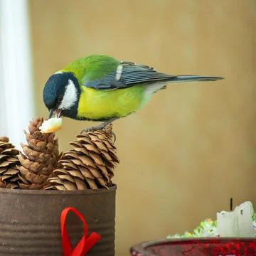 A titmouse bird eats on a table with Christmas decorations Stock Photos