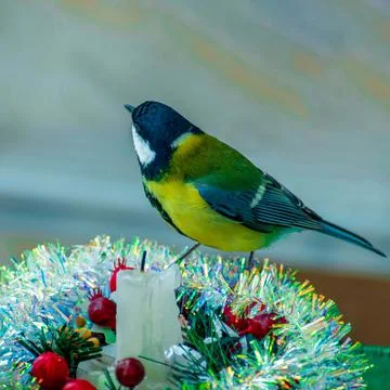 A titmouse bird eats on a table with Christmas decorations Foto stock