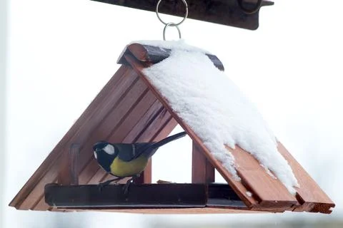 Titmouse in a bird feeder in winter Stock Photos