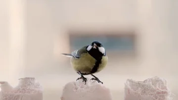 The titmouse bird feeds on lard close up Stock Footage 85972146