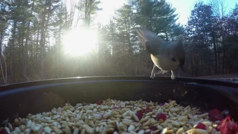 Titmouse bird getting seeds at sunset Jefferson Massachusetts Stock Footage 200781137