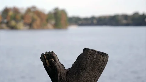 Titmouse bird lands in slow motion and grabs a nut. Stock-Footage 123446460