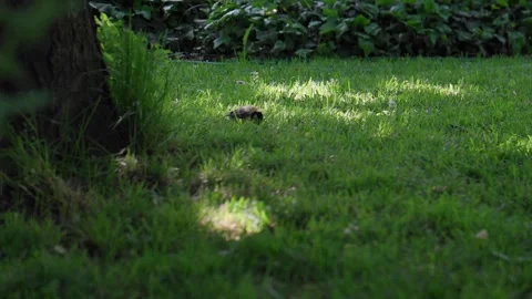 Titmouse bird looking for food in grass Stock Footage 242579148