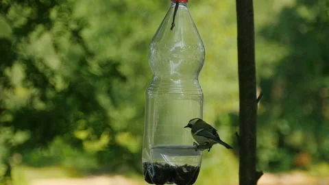 Titmouse bird pecks seeds Stock Footage 99546910