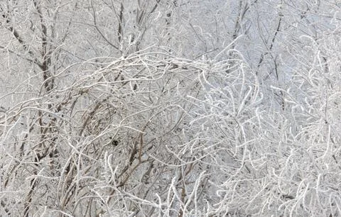 A titmouse bird sits on a branch of a tree covered with frost Foto stock