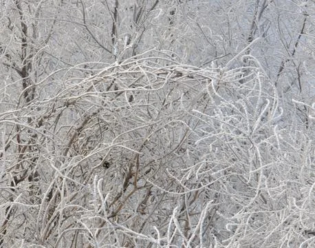 A titmouse bird sits on a branch of a tree covered with frost Stock Photos