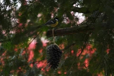 A Titmouse bird sits on a tree branch, on which there is a cone with food f.. Stock Photos