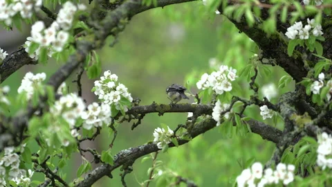 Titmouse bird is sitting on blooming tree with many white flowers in rainy day. Video stock 140814373