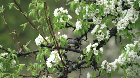 Titmouse bird is sitting on blooming tree with many white flowers in rainy day. Stock-Footage 140818826
