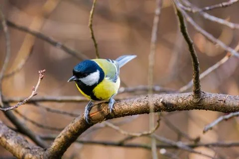 Titmouse bird, small wildlife birds, at public park Stock Photos