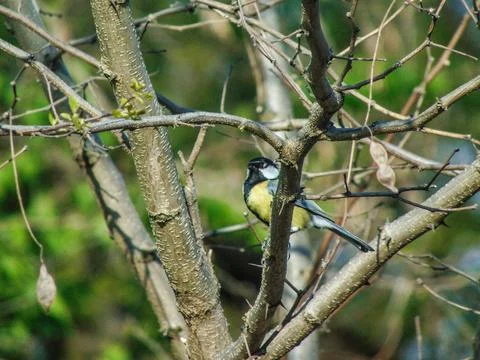 Titmouse bird in a tree in Maramures county, Romania 库存照片