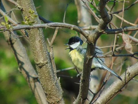 Titmouse bird in a tree in Maramures county, Romania Photos
