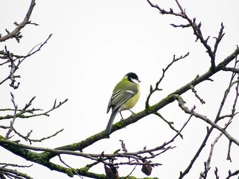 Titmouse bird in a tree in Maramures county, Romania Foto stock