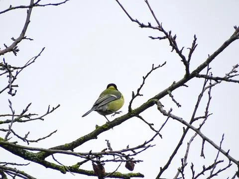 Titmouse bird in a tree in Maramures county, Romania Фото