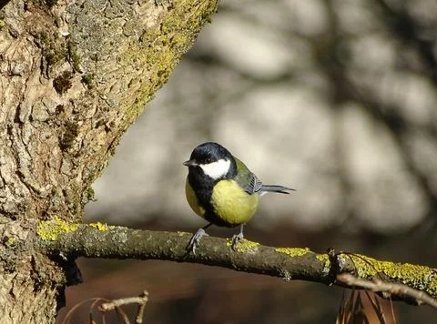 Titmouse bird in a tree in Maramures county, Romania Stockfoto's