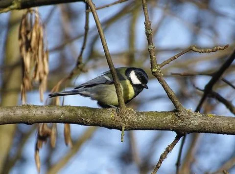 Titmouse bird in a tree in Maramures county, Romania 写真素材