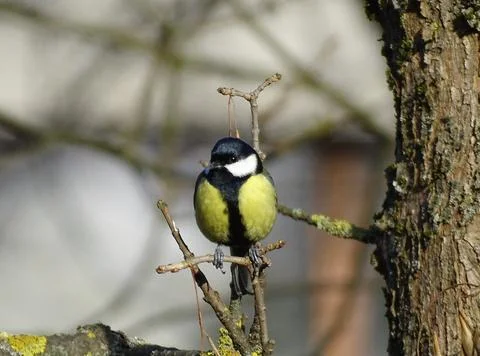 Titmouse bird in a tree in Maramures county, Romania Photos