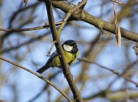 Titmouse bird in a tree in Maramures county, Romania 写真素材