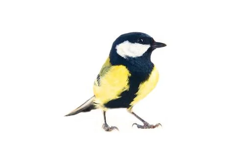 Titmouse bird on a white background Stock-Fotos