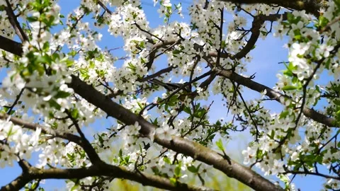 A titmouse on a blooming plum on a background of blue sky. Stock Footage 154271357