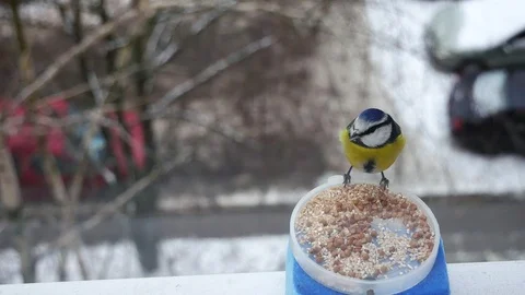 Titmouse blue tit Video stock 117046503