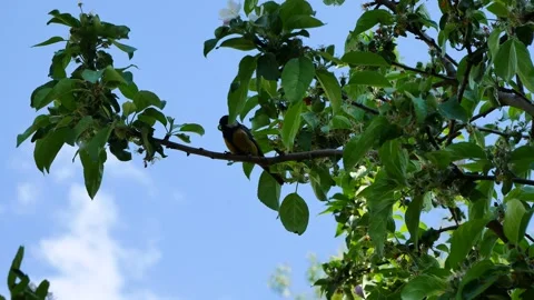 A titmouse on a branch of an apple tree with a worm against a blue sky. Stock Footage 242927074