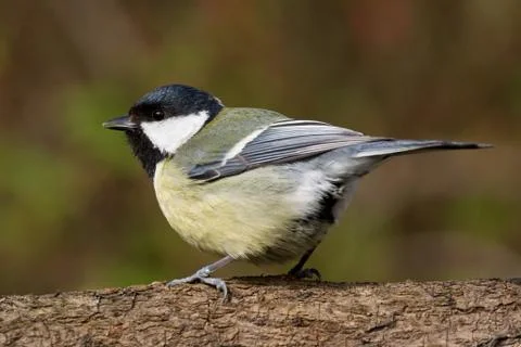 Titmouse on a branch looking left Stock Photos