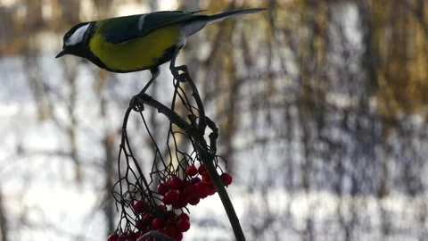 A titmouse on a branch of a mountain ash in the winter forest. 스톡 동영상 166388878