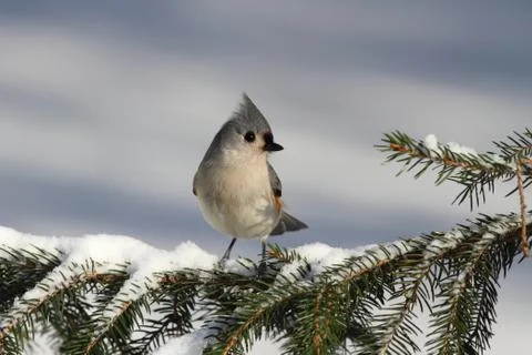 Titmouse on a branch Stock Photos