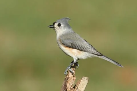 Titmouse On A Branch Stock Photos
