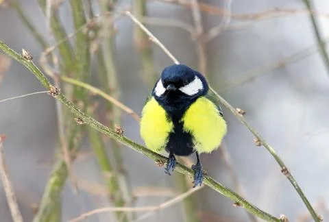 Titmouse on a branch 스톡 사진