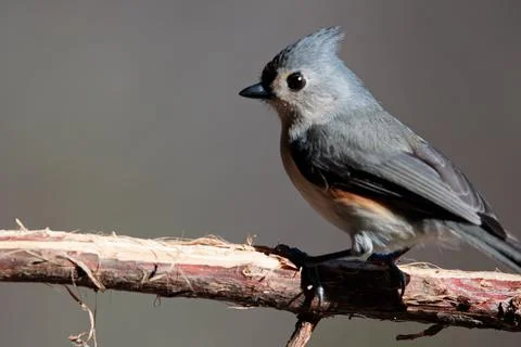 Titmouse on Branch Stock Photos