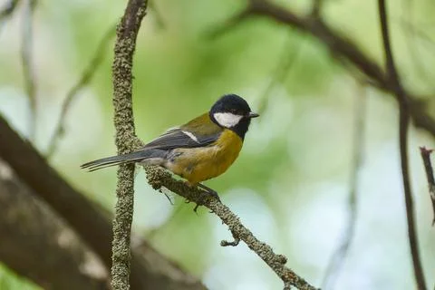 Titmouse on a branch in a spring park. Foto stock