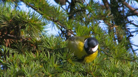 Titmouse on a branch of spruce. Stock Footage 35979172