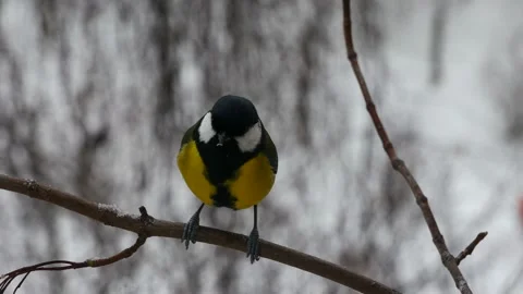Titmouse on a branch in the winter forest. Stock Footage 229858445