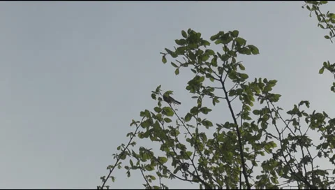 Titmouse on branches Stockbeeldmateriaal 37924274