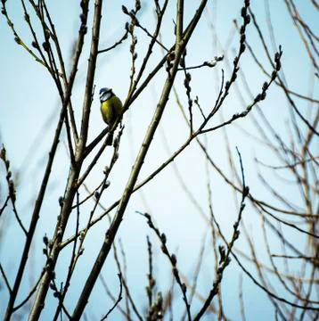 Titmouse on branches of willow Stock Photos