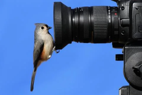 Titmouse on a camera Stock Photos