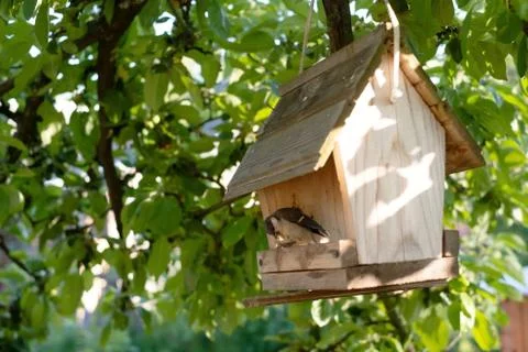 Titmouse eating from the bird feeder in summer Stock Photos