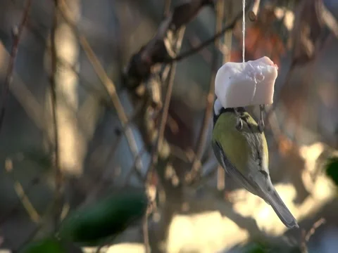 Titmouse eating lard. Stock Footage 70499086