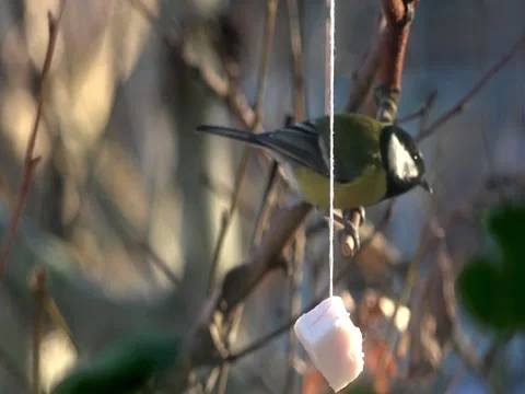 Titmouse eating lard. 動画素材 70499091