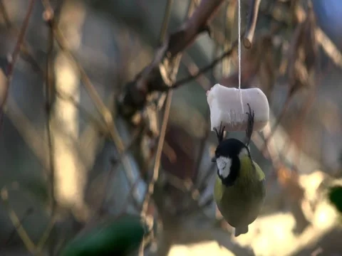 Titmouse eating lard. Stock Footage 70499409