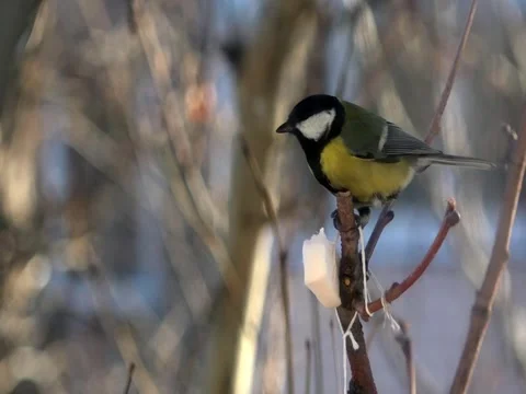 Titmouse eating lard. Stock Footage 70499936