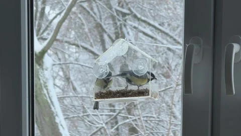 Titmouse Eating Seeds On Transparent Window Bird Feeder Close Up Winter Vídeos de archivo 341986070