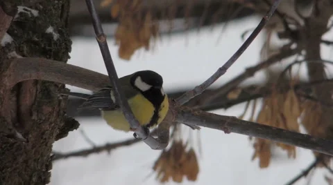 Titmouse eats bacon (1) Видео 48631378