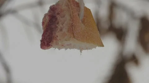 Titmouse eats bacon (3) 库存影片 48631413