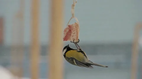 Titmouse eats bacon (4) Video stock 48631405